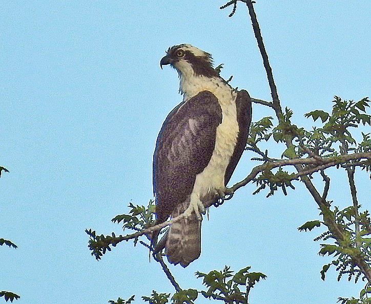 Osprey - ML635273006