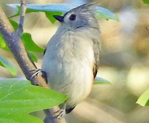 Tufted Titmouse - ML635273012