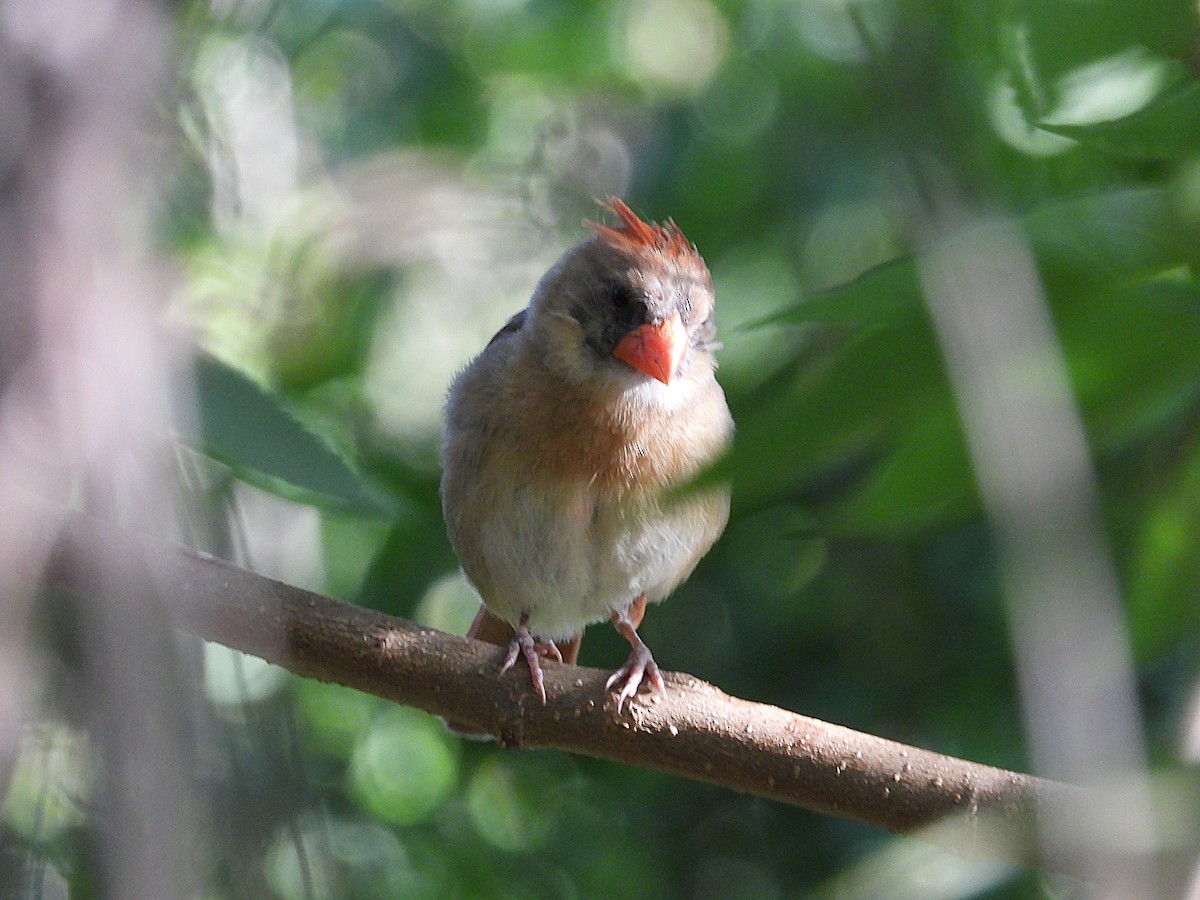 Northern Cardinal - ML635273033
