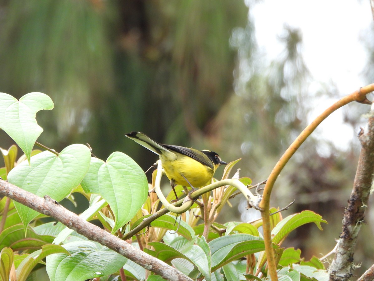 Yellow-crowned Redstart - ML635273050