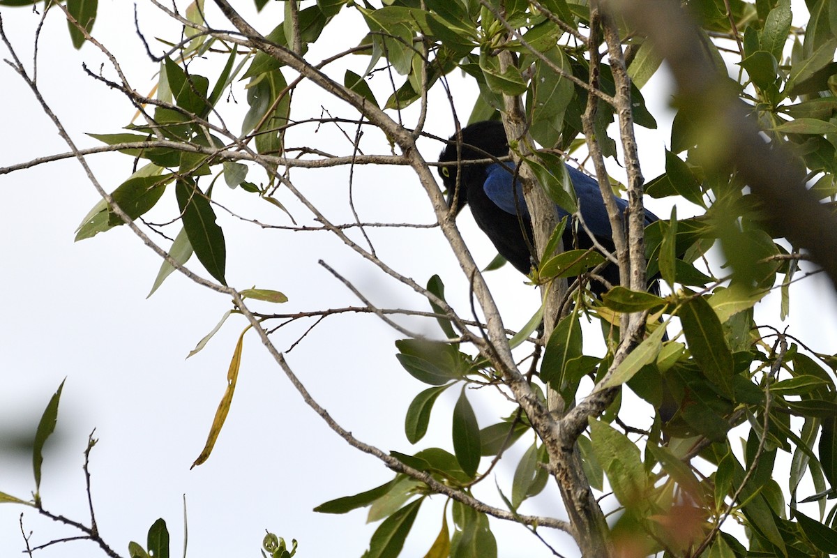 San Blas Jay - ML635273092