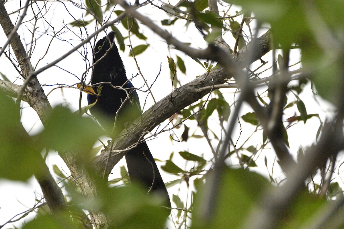 San Blas Jay - ML635273094