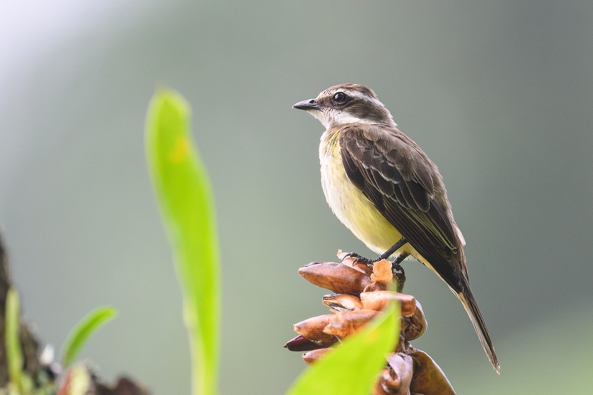 Social Flycatcher - ML635273142