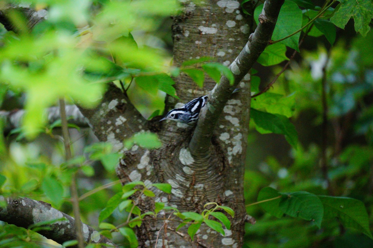 Пісняр строкатий - ML635273162