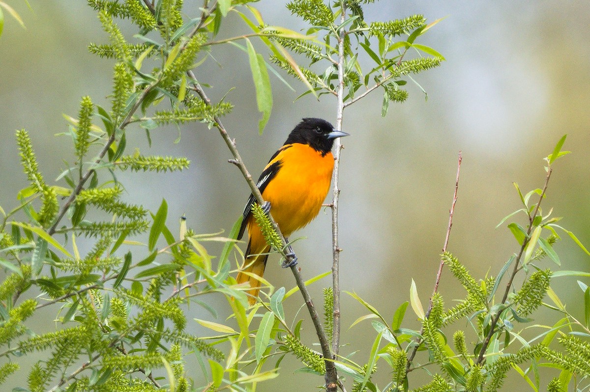 Baltimore Oriole - ML635273200