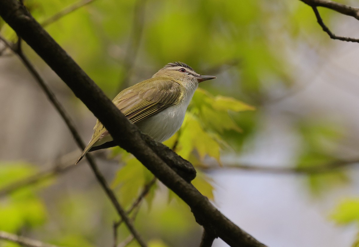 Red-eyed Vireo - ML635273257