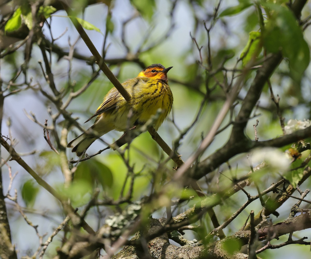Cape May Warbler - ML635273294
