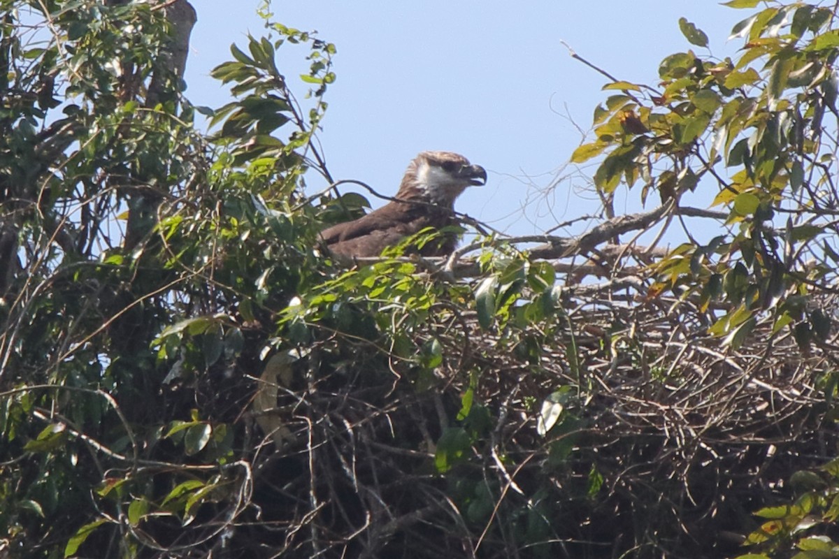 Madagascar Fish-Eagle - ML635273307