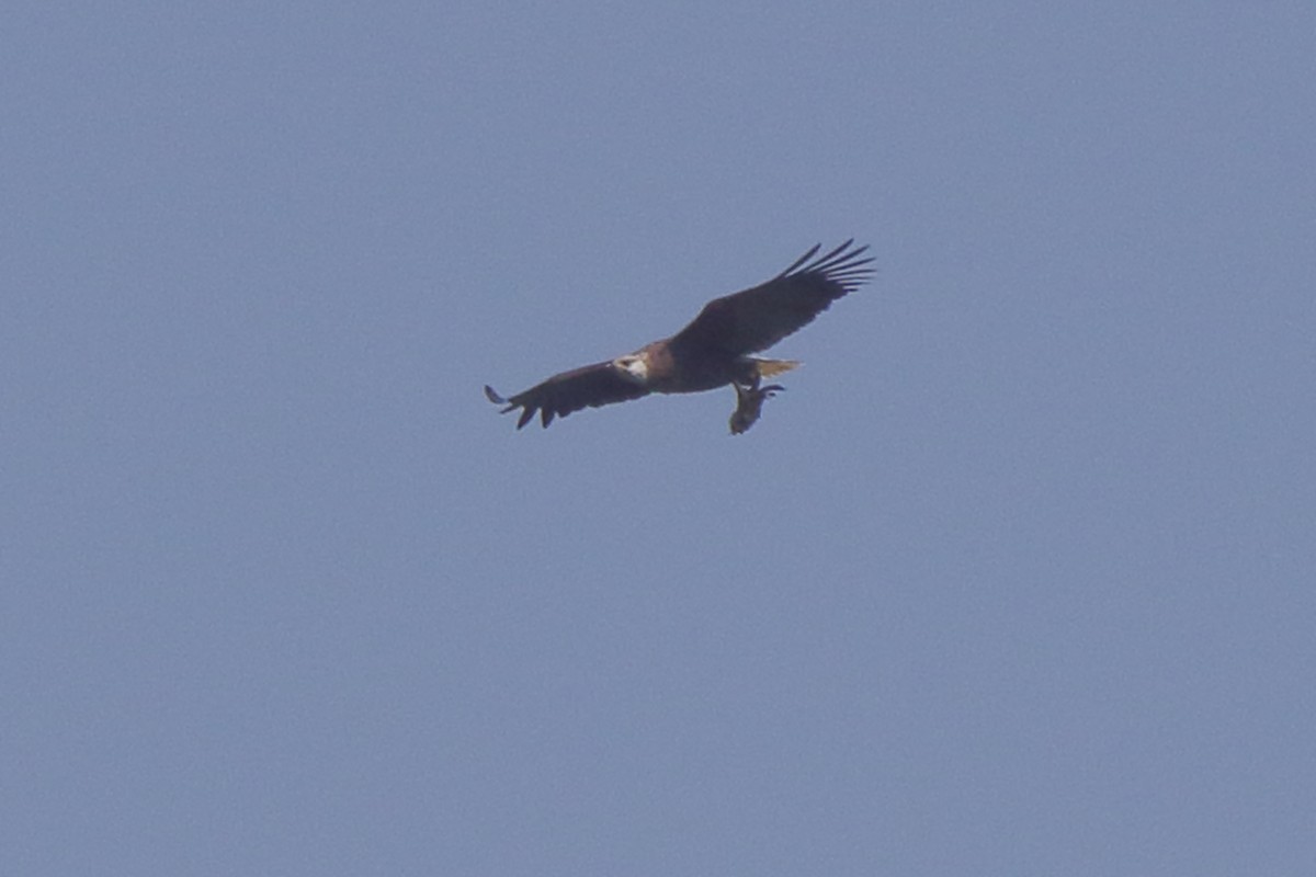 Madagascar Fish-Eagle - ML635273311