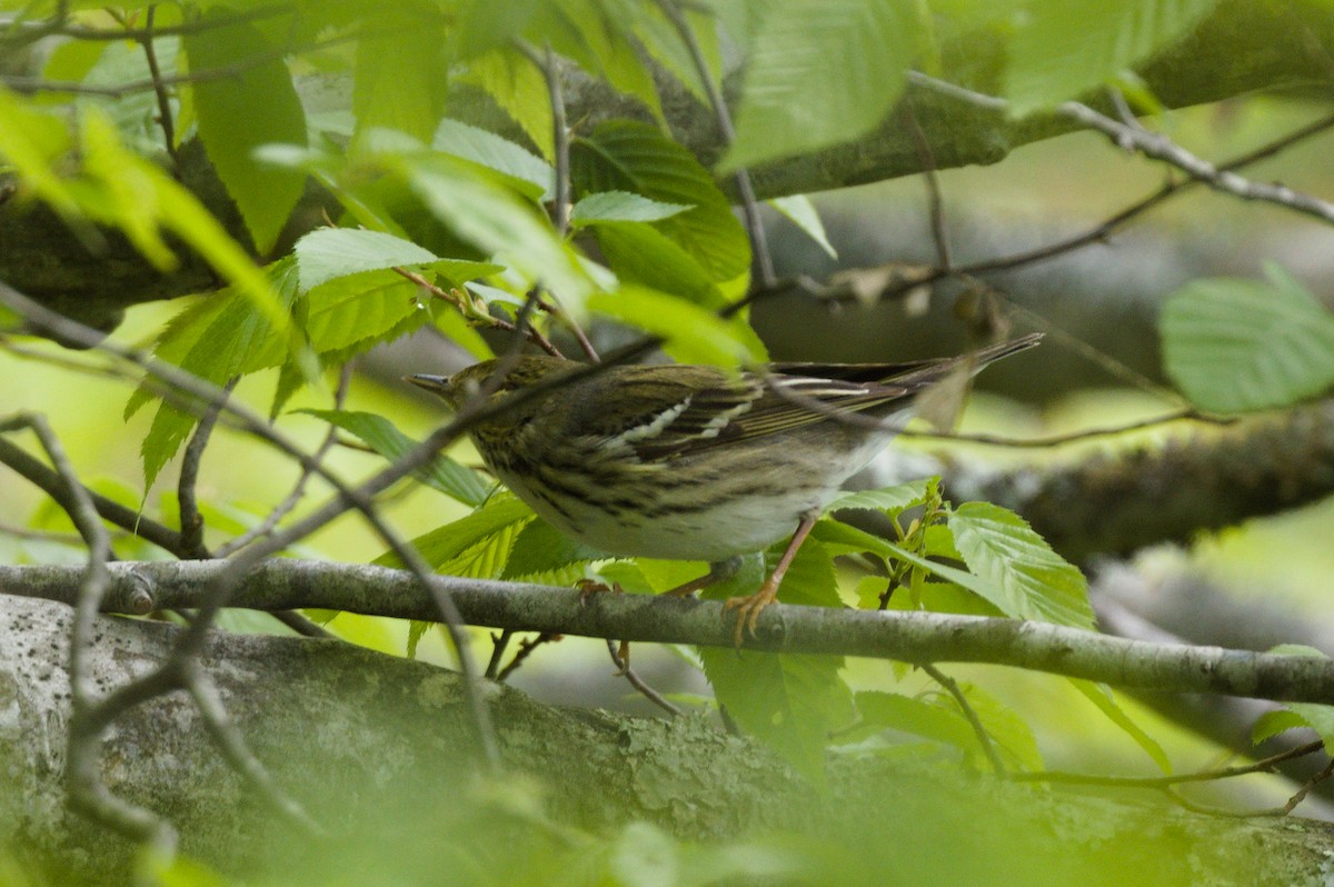 Blackpoll Warbler - ML635273312