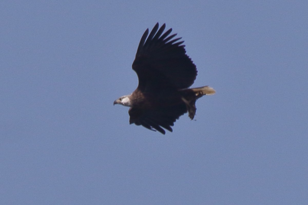 Madagascar Fish-Eagle - ML635273313