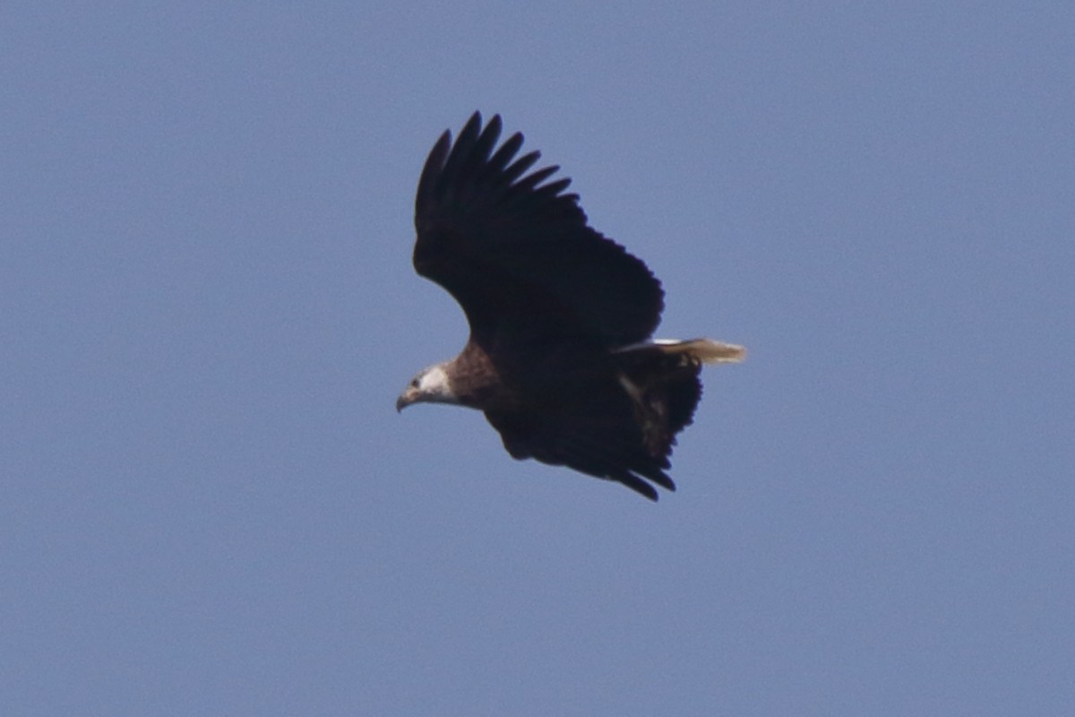 Madagascar Fish-Eagle - ML635273316