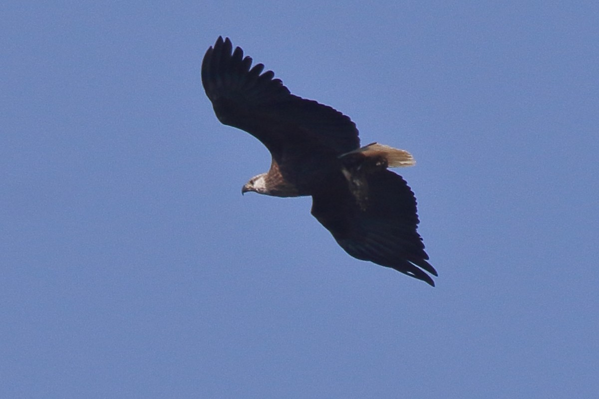 Madagascar Fish-Eagle - ML635273318