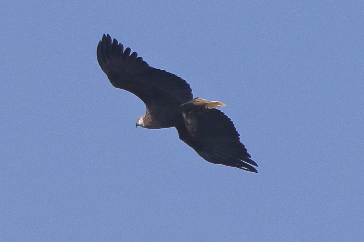 Madagascar Fish-Eagle - ML635273319