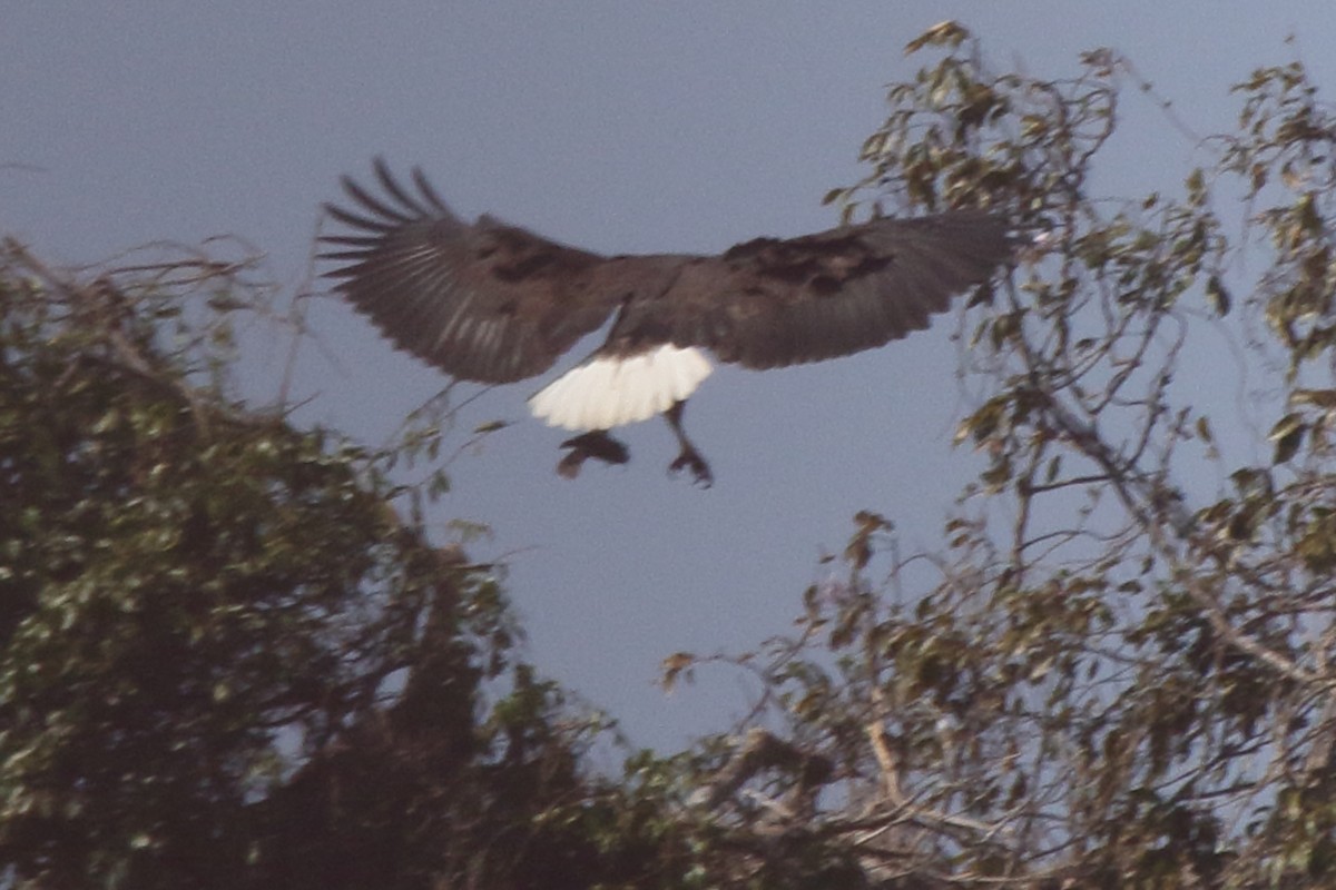 Madagascar Fish-Eagle - ML635273321