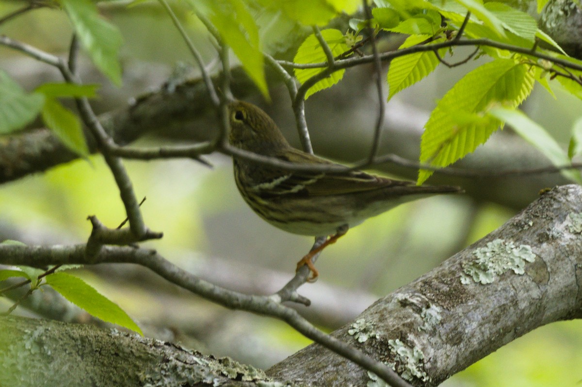 Blackpoll Warbler - ML635273329
