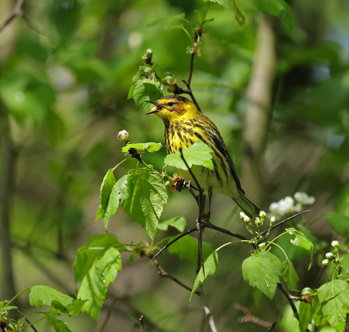 Cape May Warbler - ML635273331