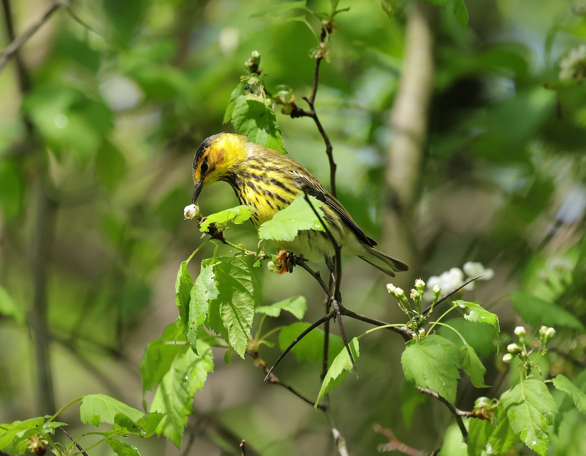 Cape May Warbler - ML635273332