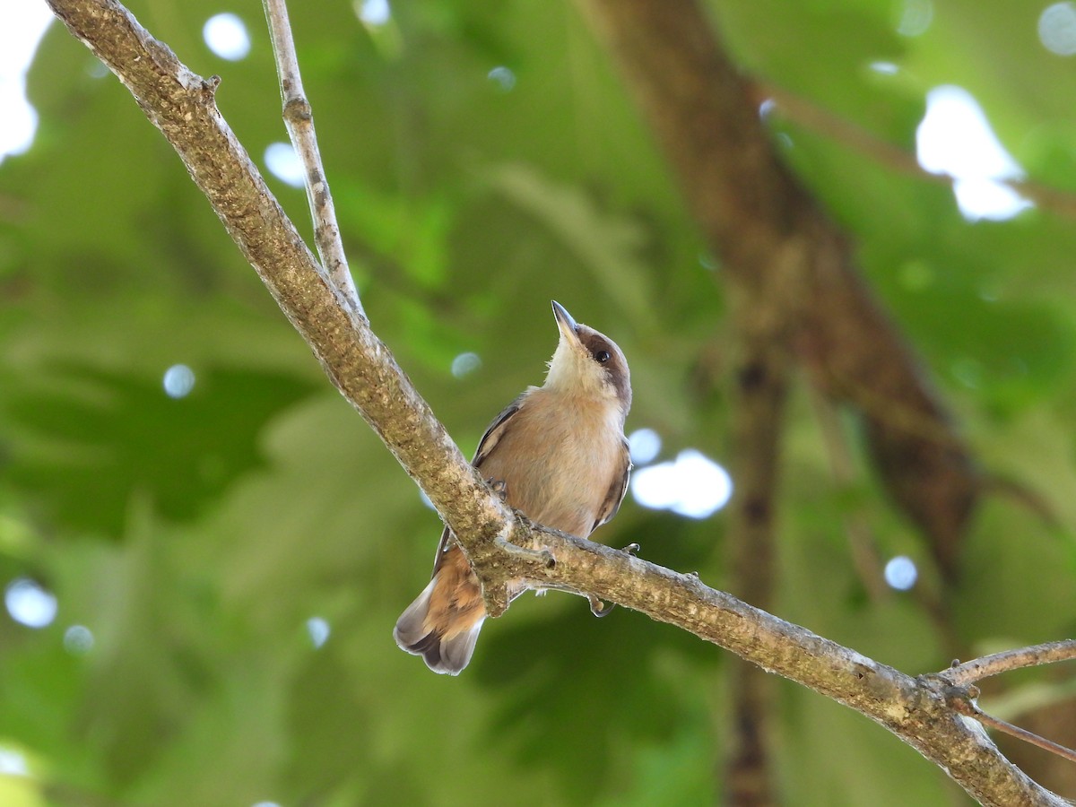 Brown-headed Nuthatch - ML635273338