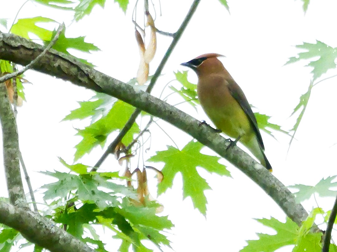 Cedar Waxwing - ML635273344