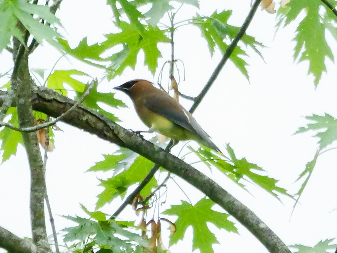 Cedar Waxwing - ML635273345