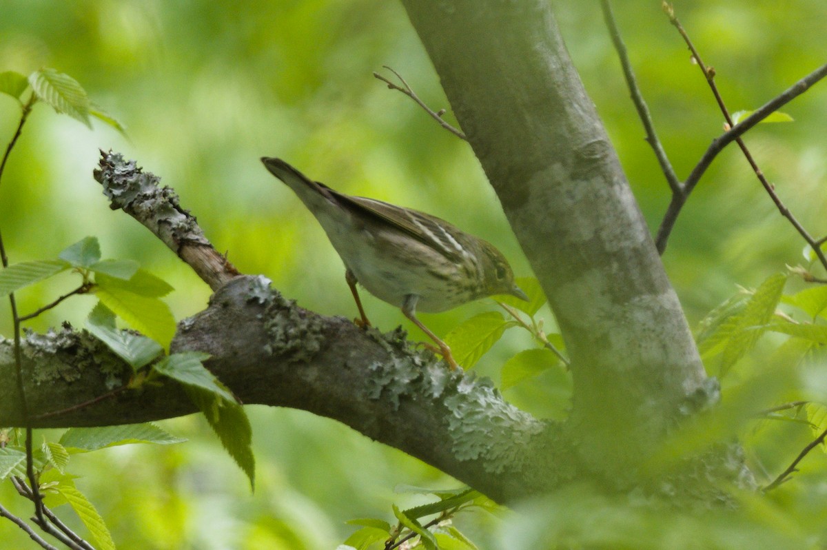 Blackpoll Warbler - ML635273350