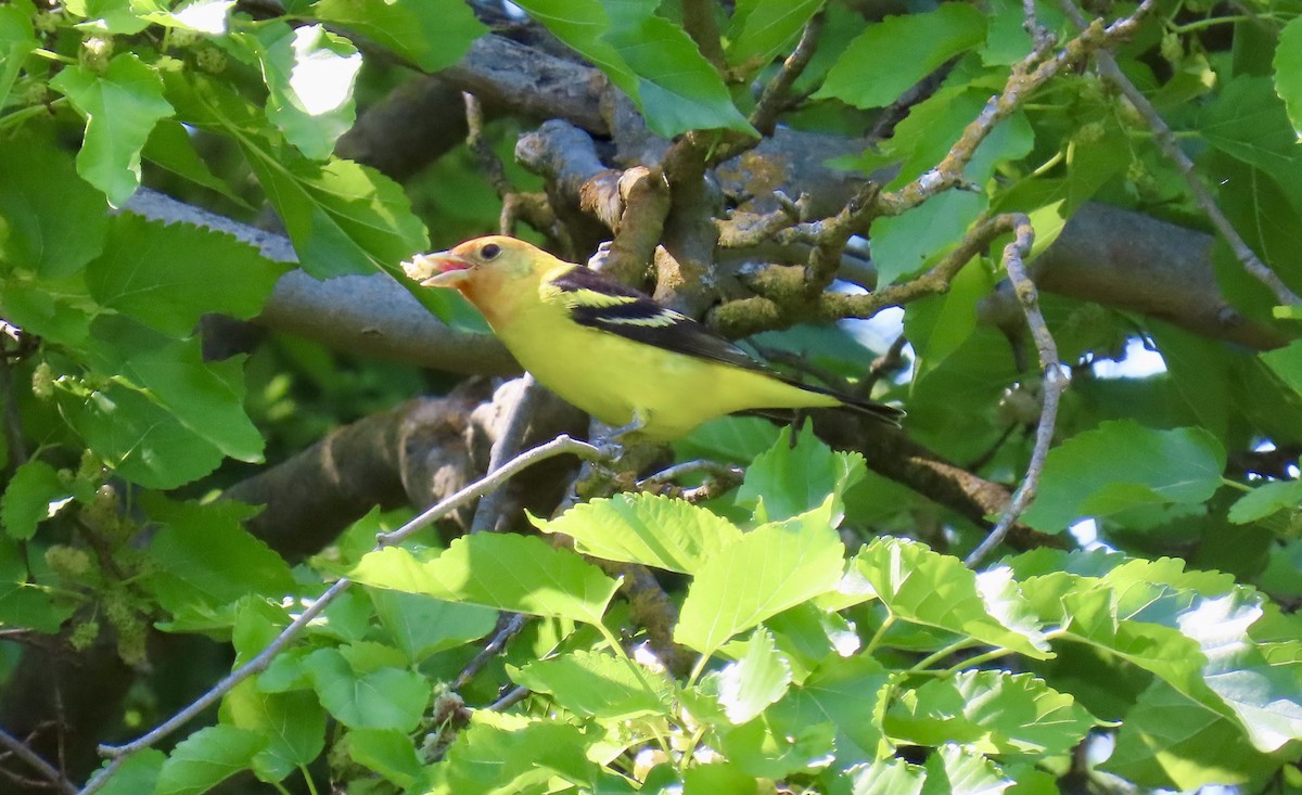 Western Tanager - ML635273414
