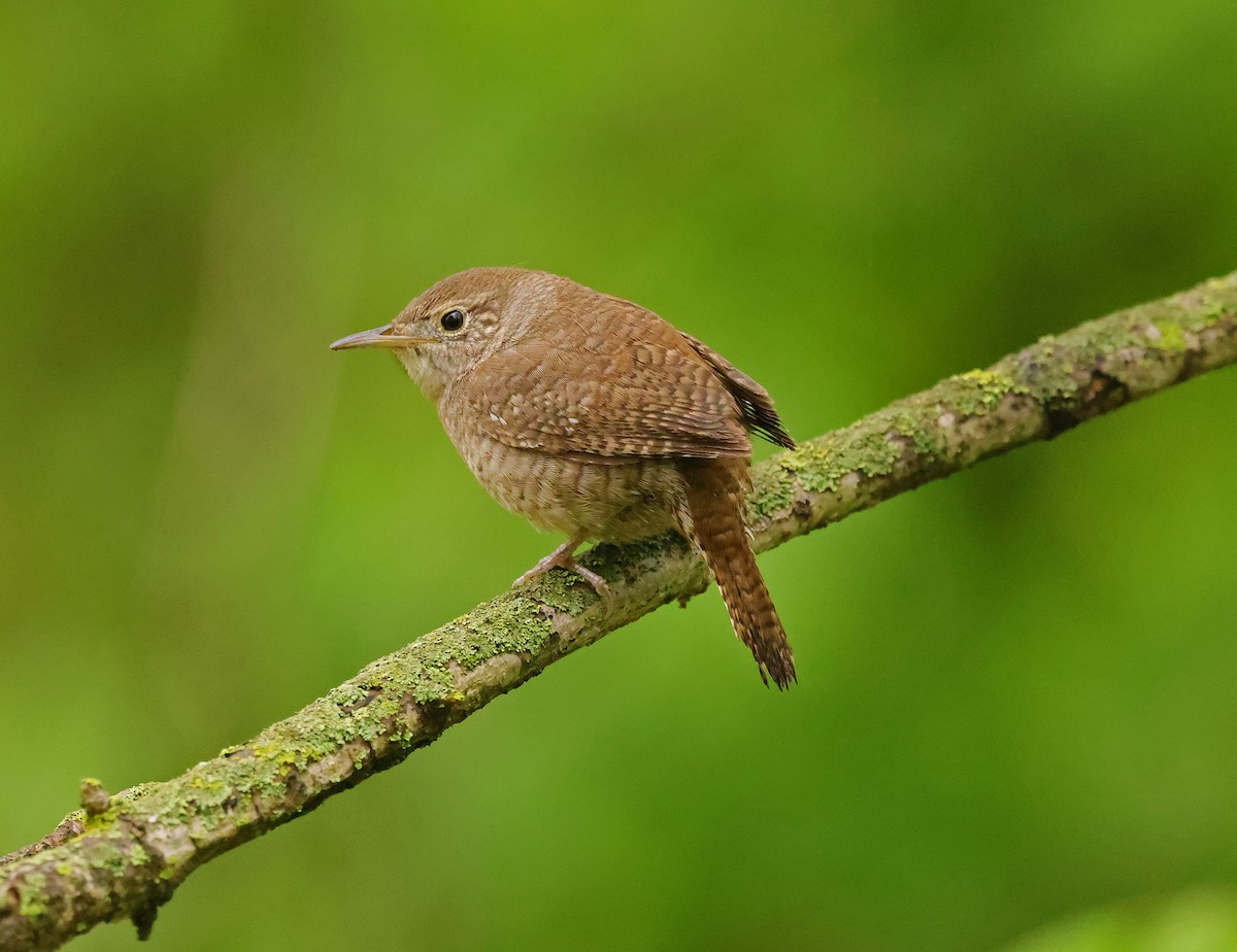 Northern House Wren - ML635273433