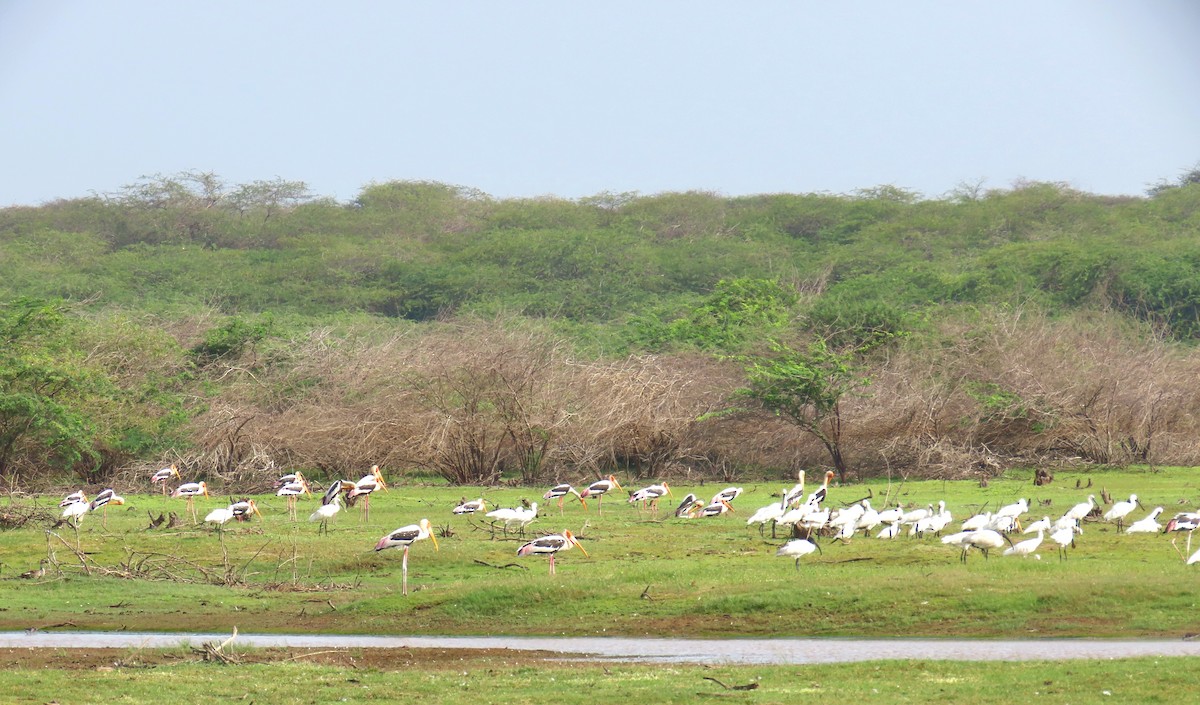 Painted Stork - ML635273476
