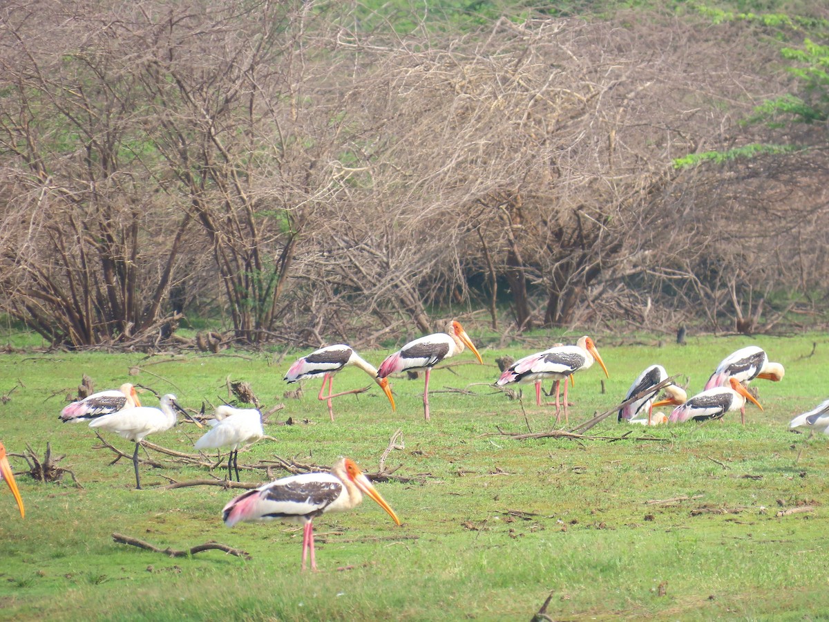 Painted Stork - ML635273477