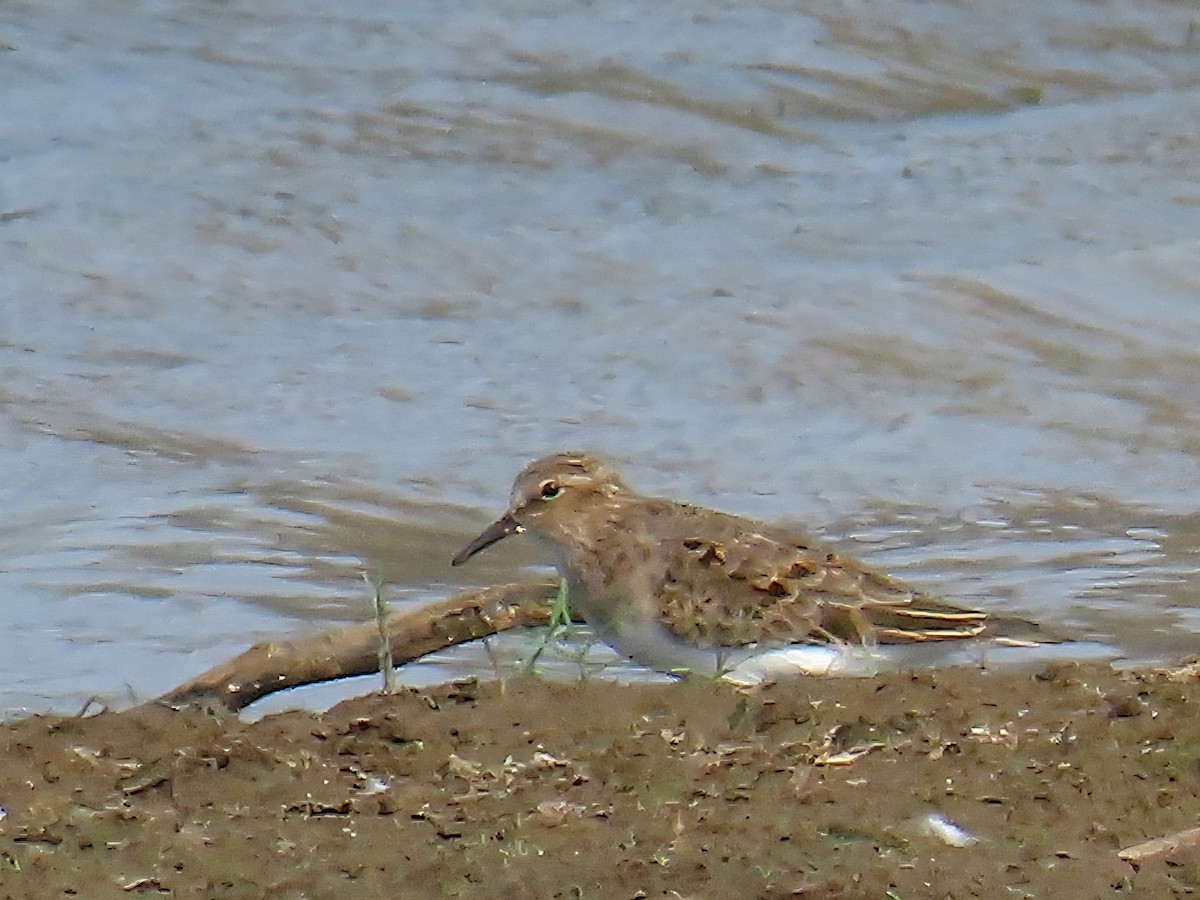 Temminck's Stint - ML635273492