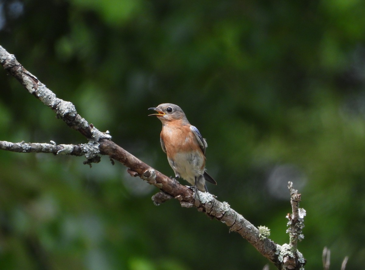 Eastern Bluebird - ML635273493