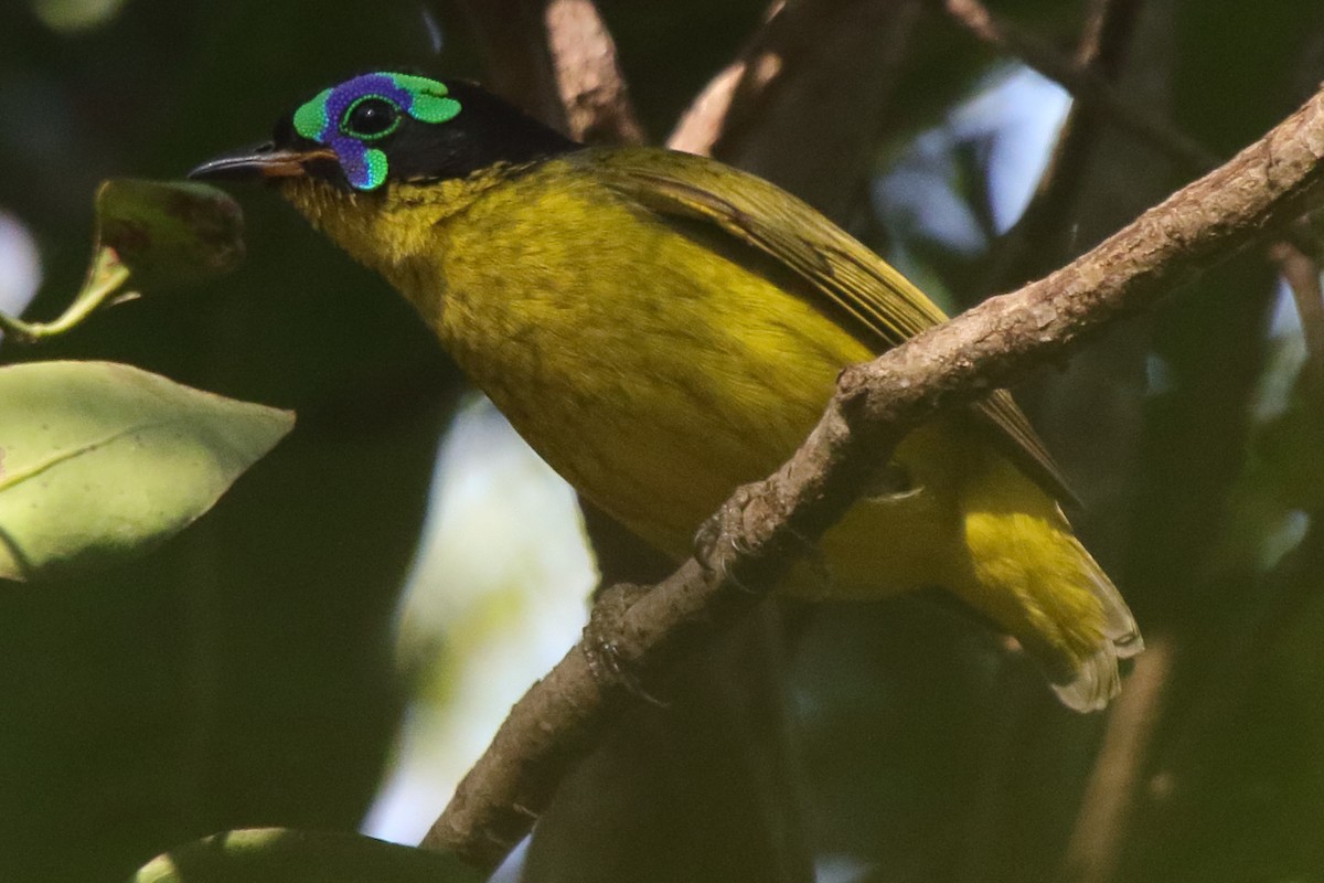 Schlegel's Asity - ML635273516