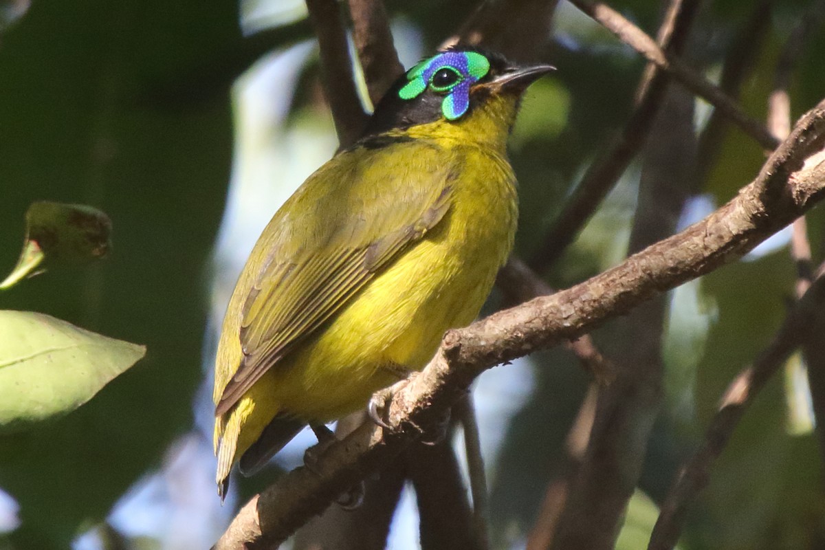 Schlegel's Asity - ML635273517