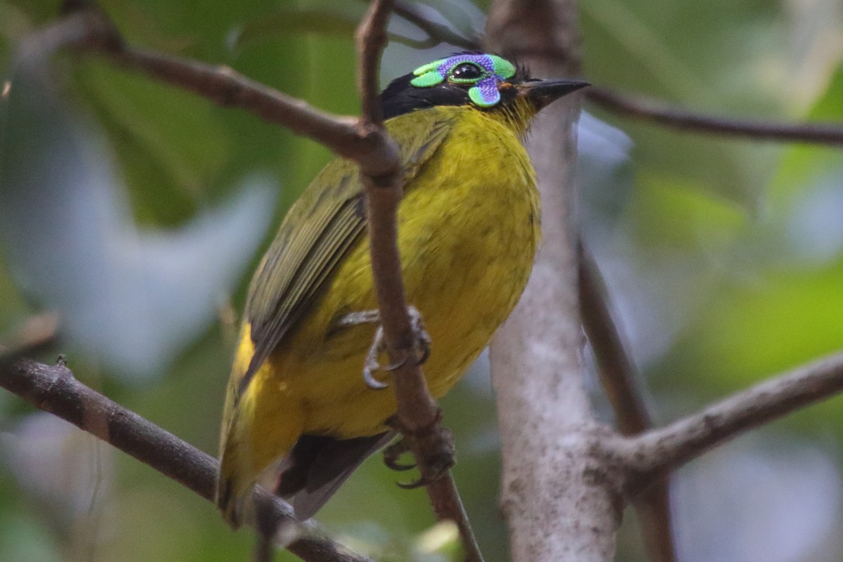 Schlegel's Asity - ML635273519