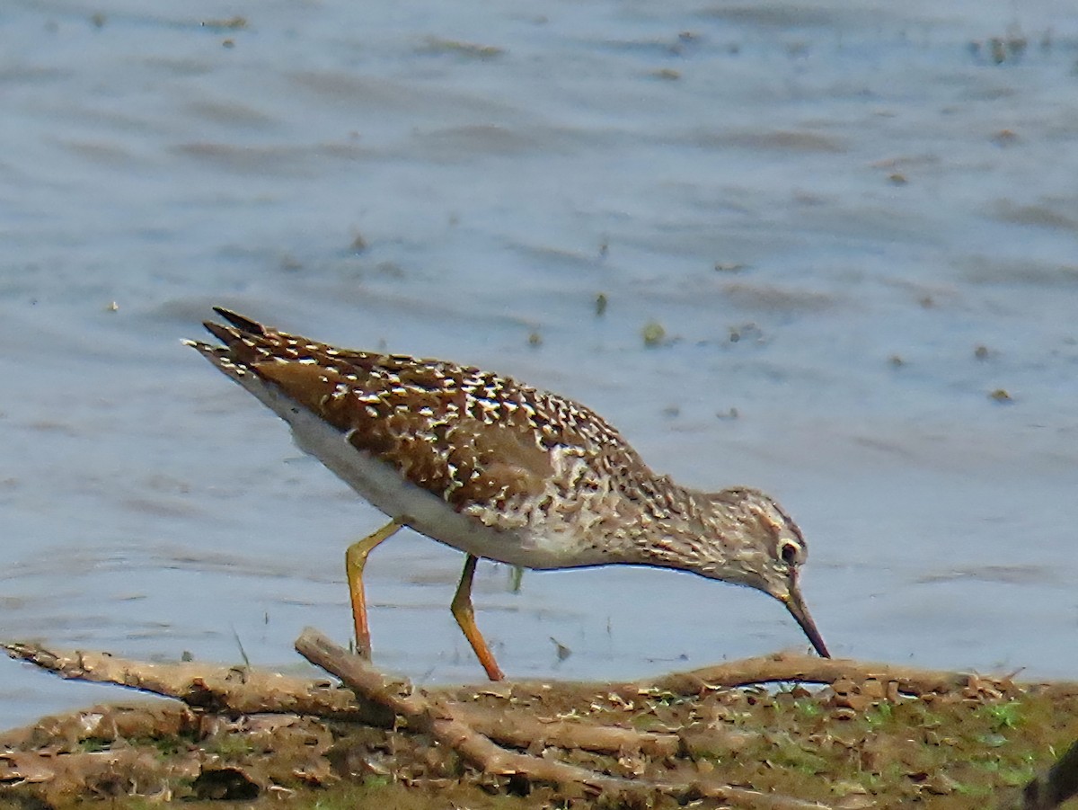 Wood Sandpiper - ML635273520