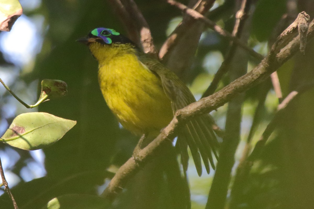 Schlegel's Asity - ML635273521