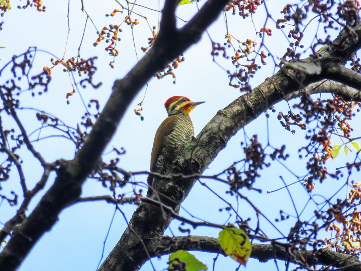 White-browed Woodpecker - ML635273529