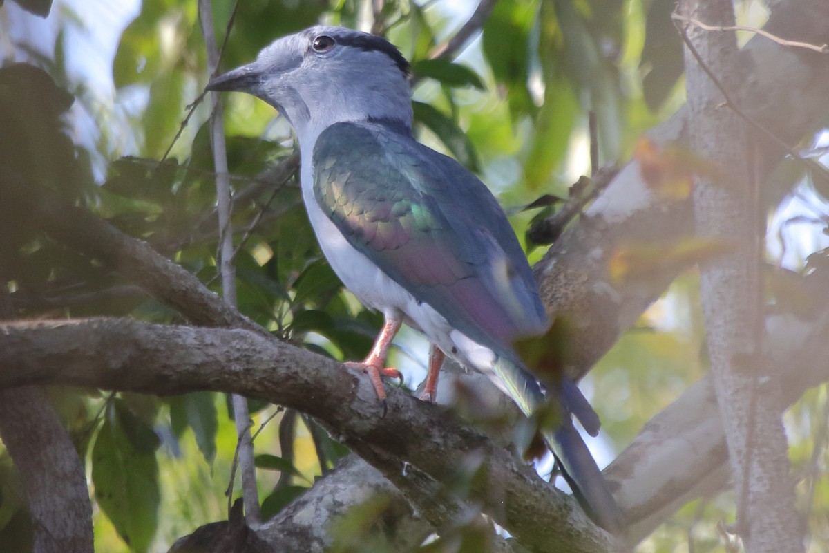Cuckoo-roller - ML635273531