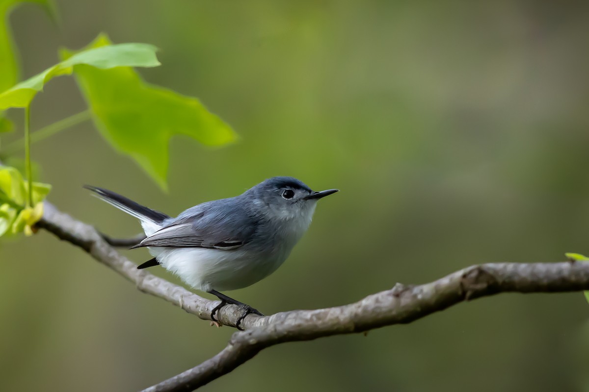 Blue-gray Gnatcatcher - ML635273534