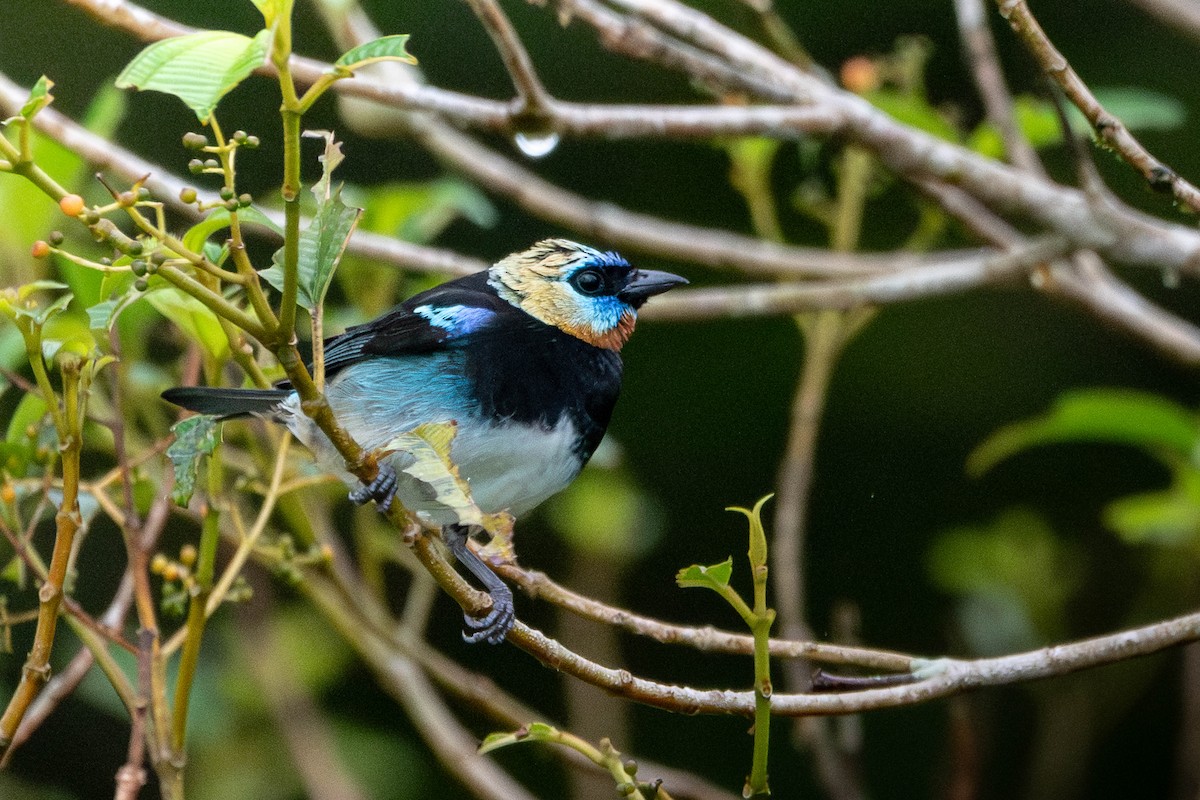 Golden-hooded Tanager - ML635273535