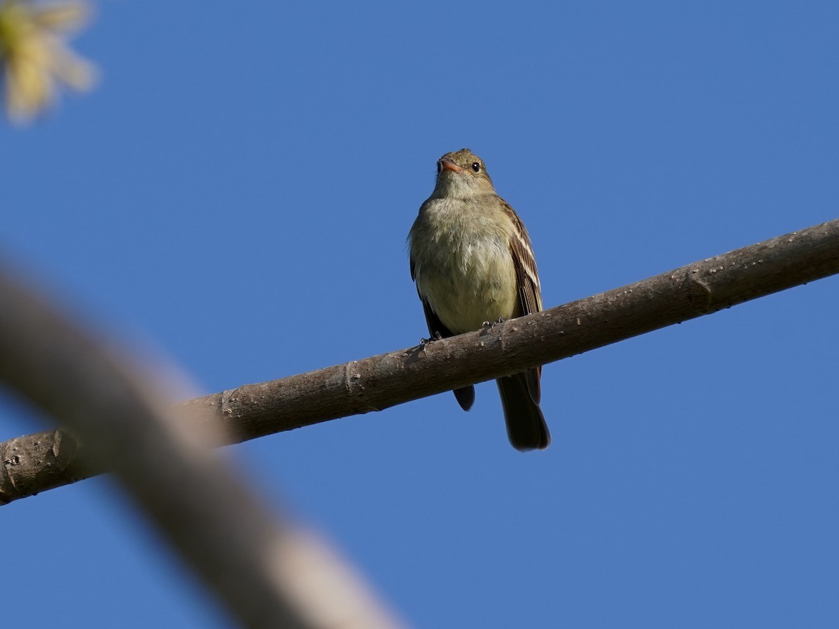Weißkinn-Olivtyrann - ML635273549