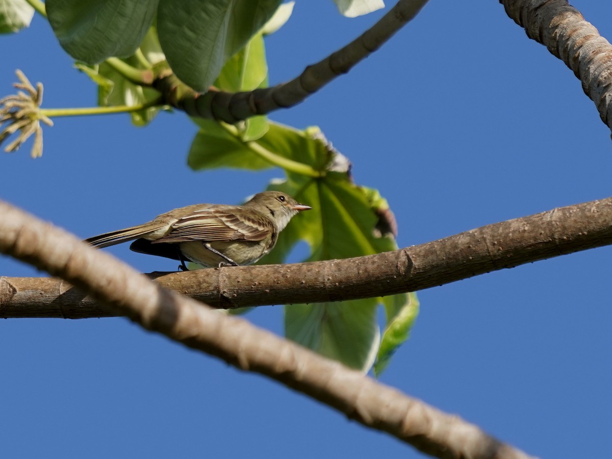 Weißkinn-Olivtyrann - ML635273550