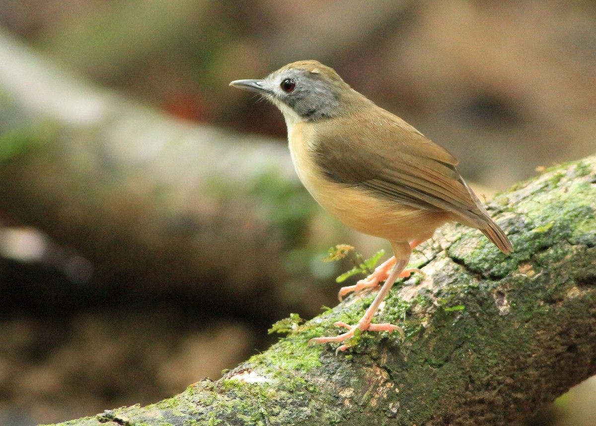 Short-tailed Babbler - ML635273604