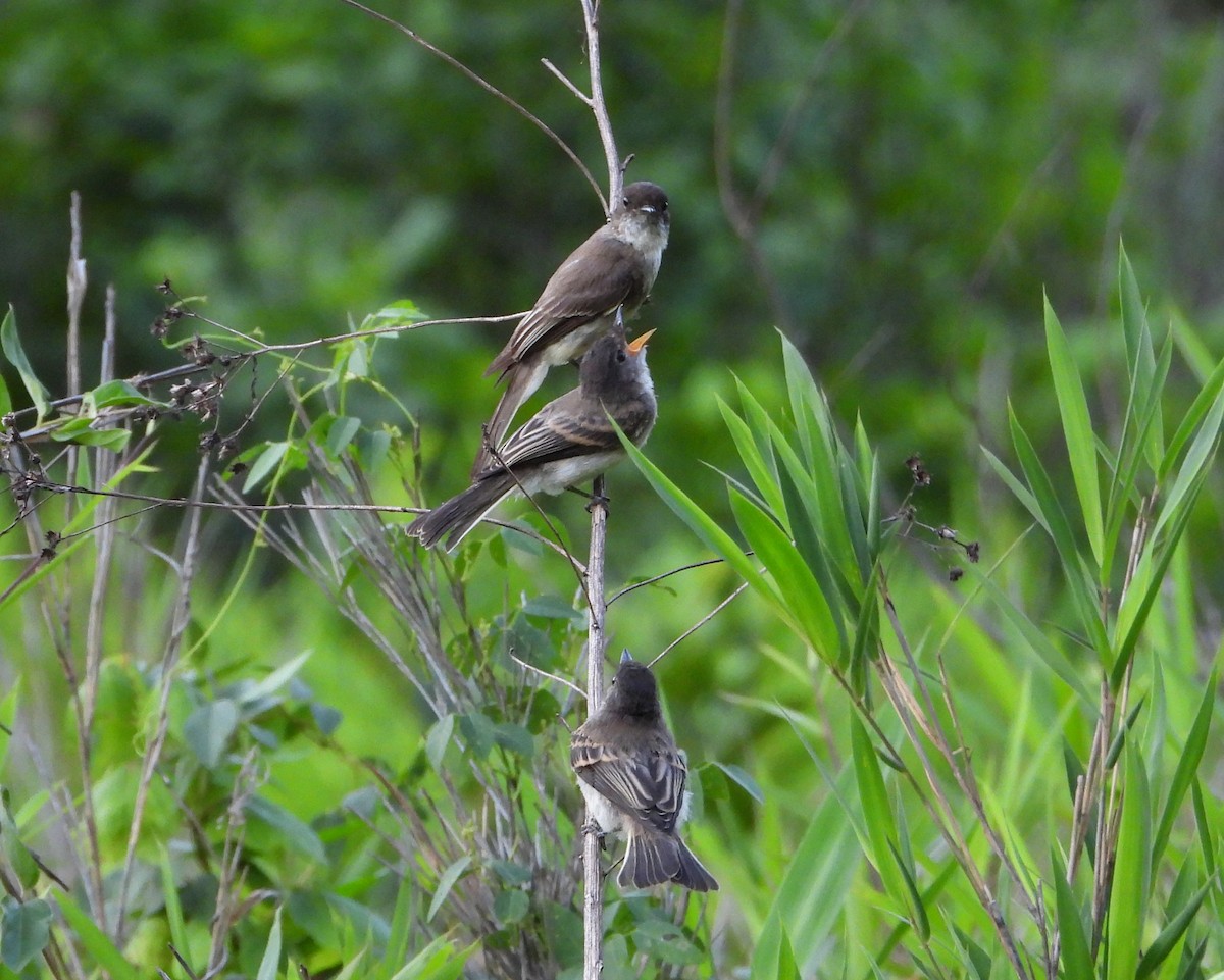 Eastern Phoebe - ML635273661