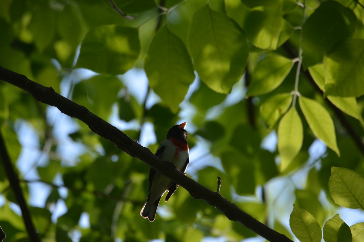 Rose-breasted Grosbeak - ML635273666