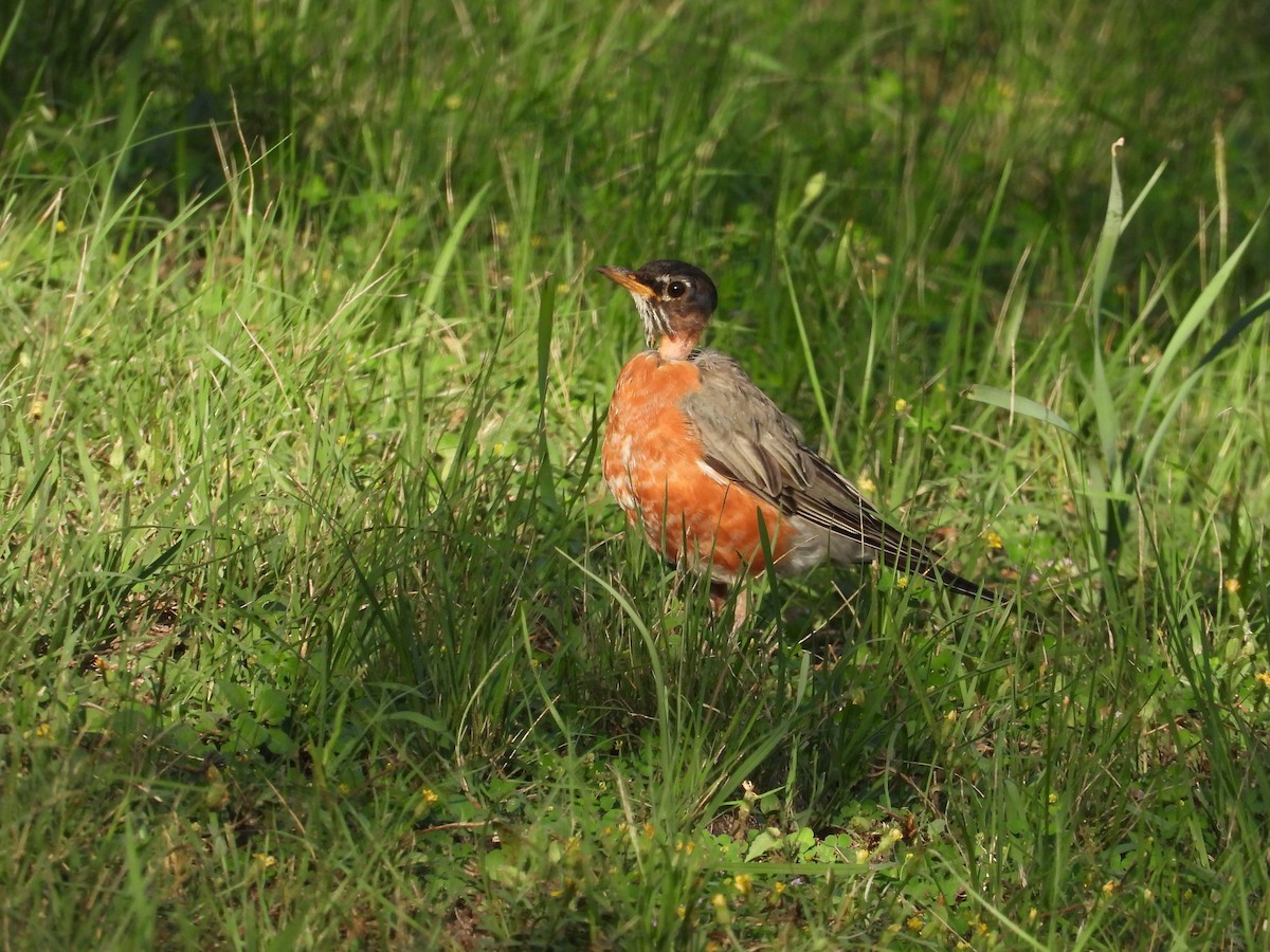 American Robin - ML635273675