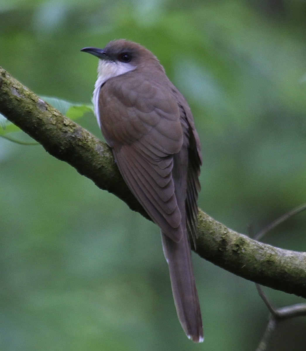 Black-billed Cuckoo - ML635273691