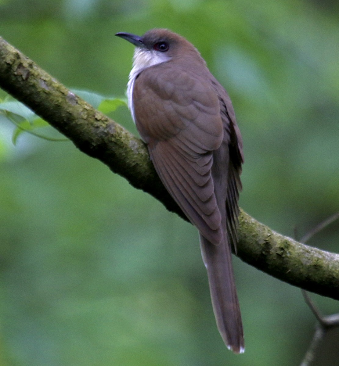 Black-billed Cuckoo - ML635273692