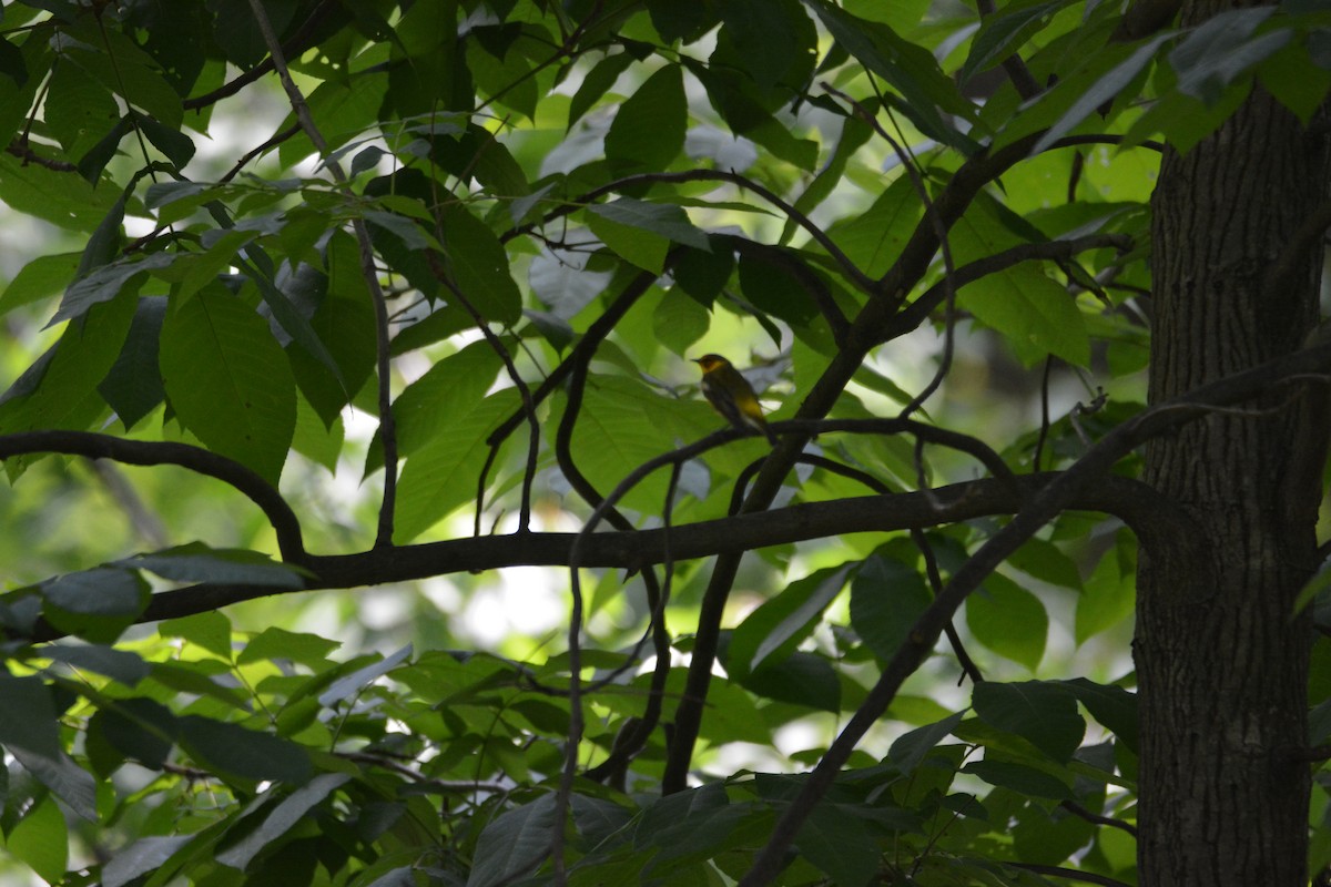 Cape May Warbler - ML635273706